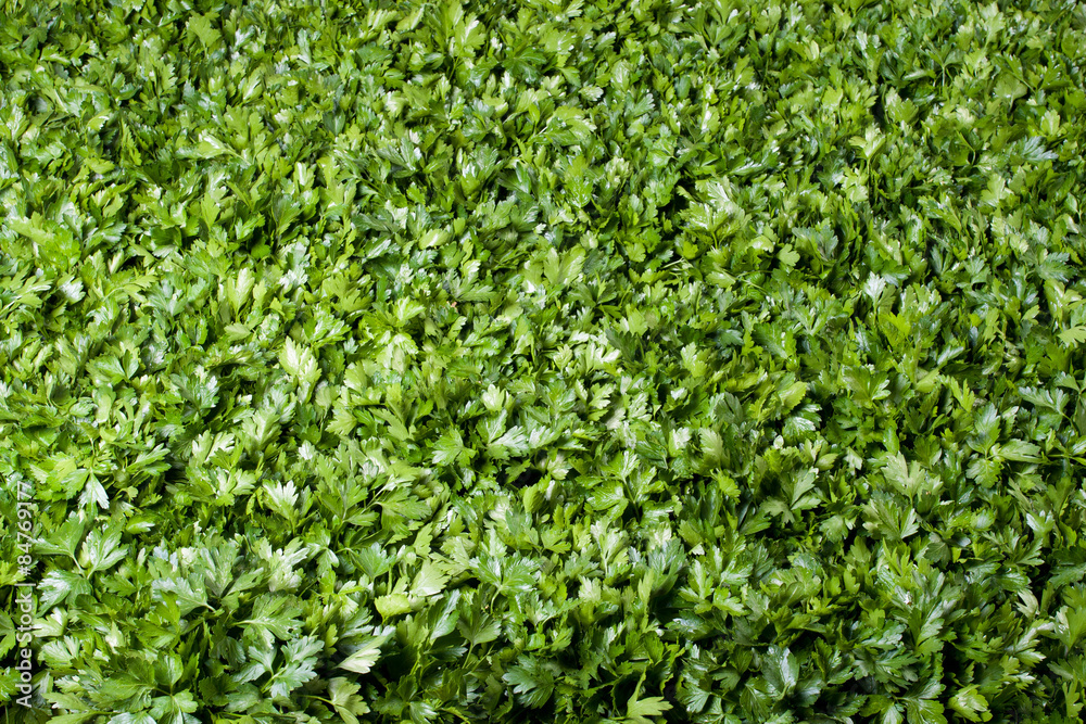 Obraz premium parsley background