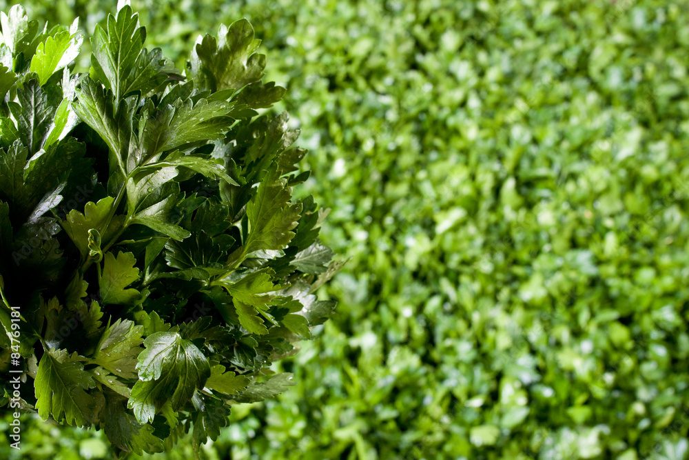 parsley leafs parsley leafs