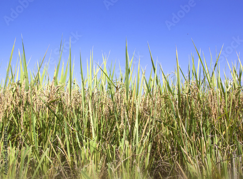 rice fields