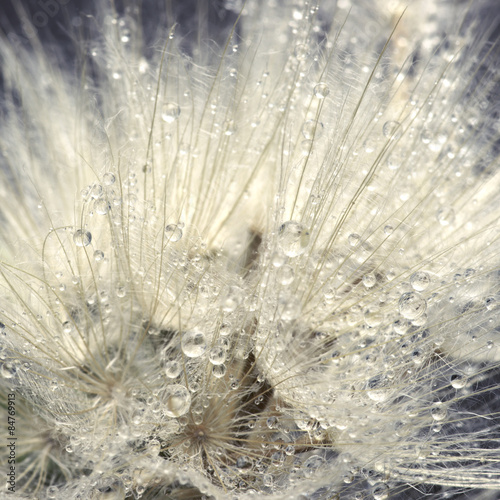 Fototapeta Naklejka Na Ścianę i Meble -  Close-up of dandelion with drops