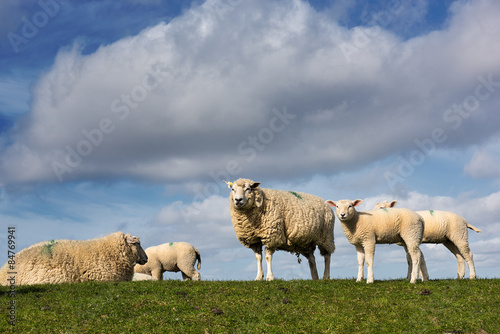 Schafe auf einem Deich an der Nordsee  photo