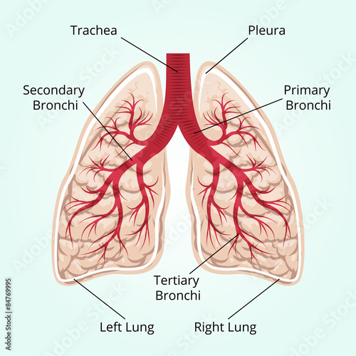 Structure of the lungs