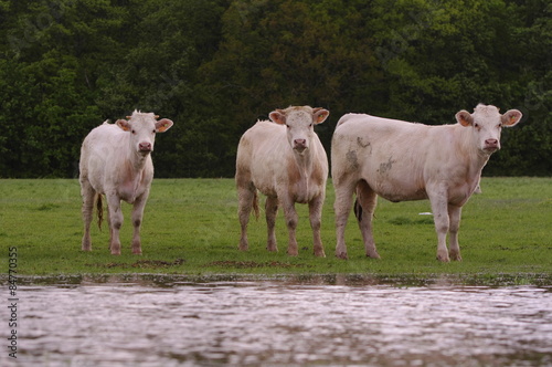 Vaches en zone humide
