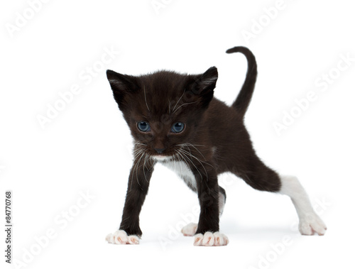 Cute Black Chocolate Kitten on White © seregraff
