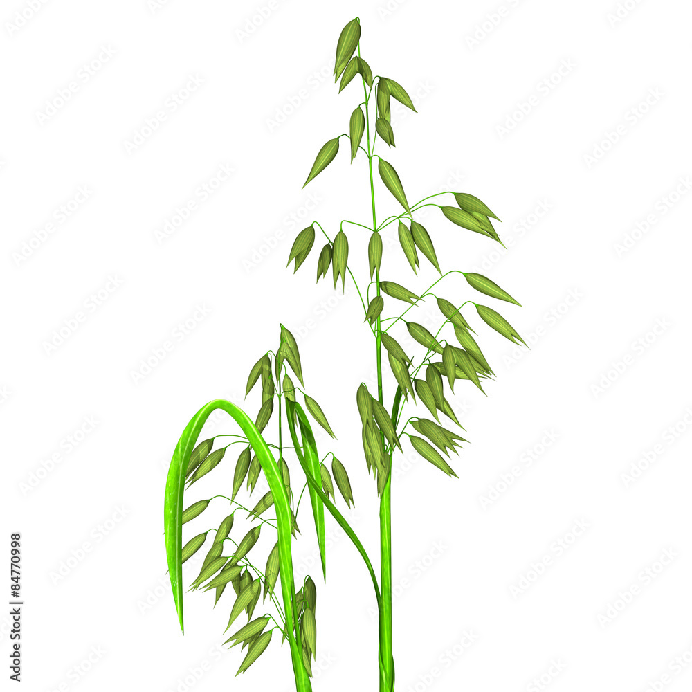 Oat plant Oat plant