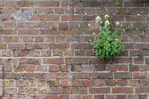 White wild flower growing out of brick work.