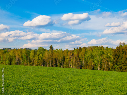 Summer landscape