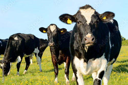 Fototapeta Naklejka Na Ścianę i Meble -  Cows