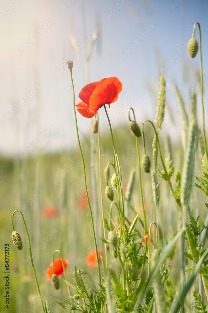 Naklejka premium poppy on a meadow