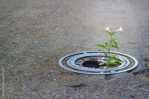 Foto White flower growing in broken metal pipe.