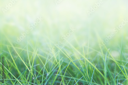 grass and natural green background
