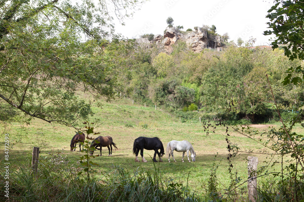 horse farm