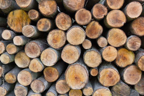 Pile of cut logs background.