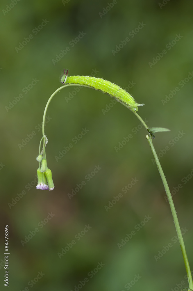 Green Cater[illar Green Cater[illar
