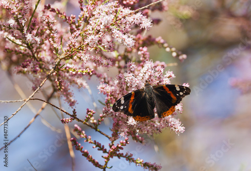 Admiral butterfly on blooming salt cedar photo