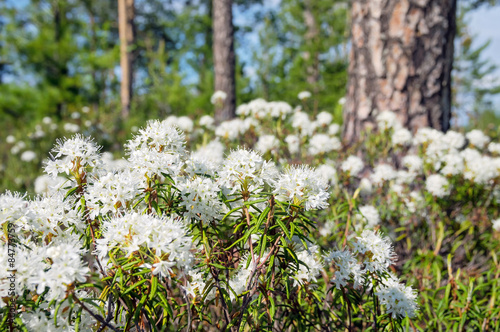 Fototapeta Naklejka Na Ścianę i Meble -  The blossoming Labrador tea in the solar summer wood
