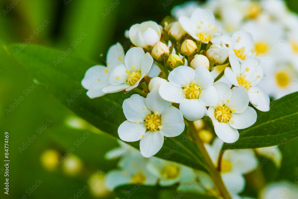 Spiraea cantoniensis Spiraea cantoniensis