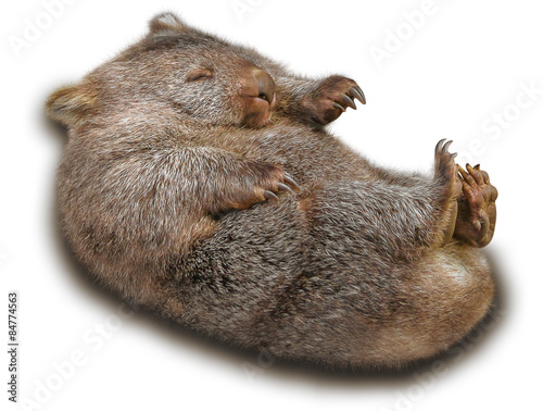 Wombat photo