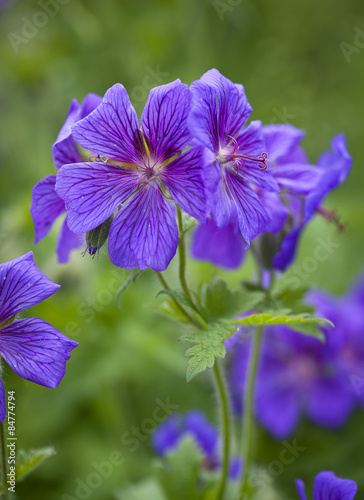 Fototapeta Naklejka Na Ścianę i Meble -  Broad-petaled Geranium or cranesbill flowers closeup