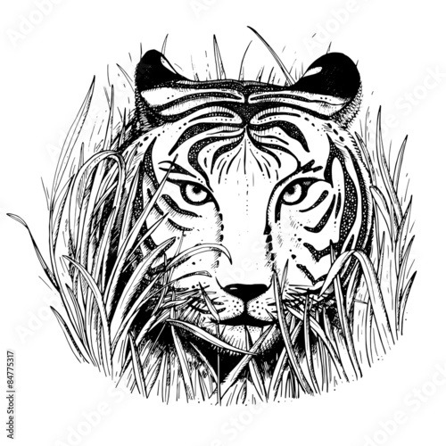 Fototapeta Naklejka Na Ścianę i Meble -  Black and white vector sketch of a tiger's face.