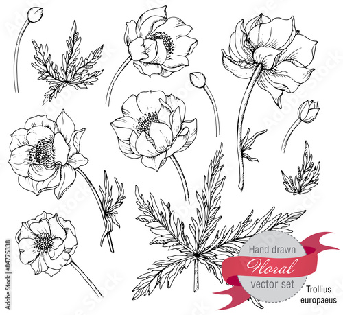 Vector set of graphic spring flowers (trollius)