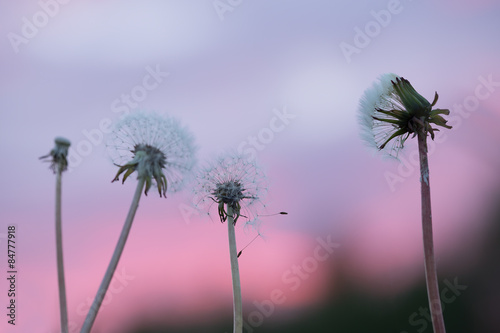 Overblown dandelions with seeds in sunset colors