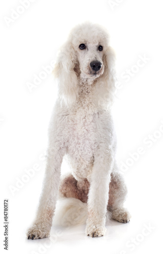 standard poodle