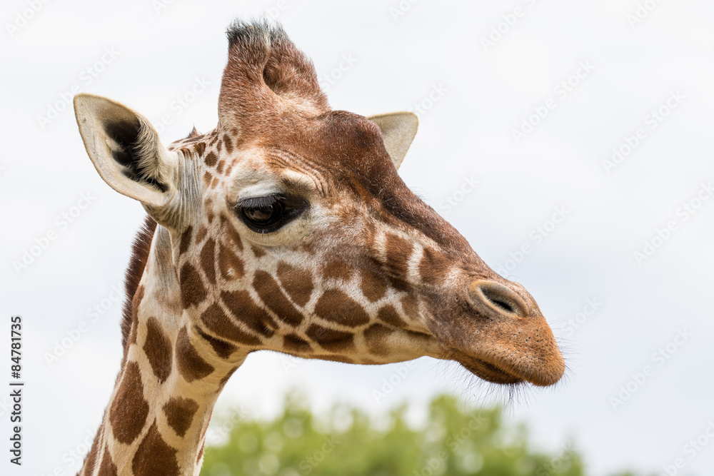 Close up of a Giraffe Close up of a Giraffe