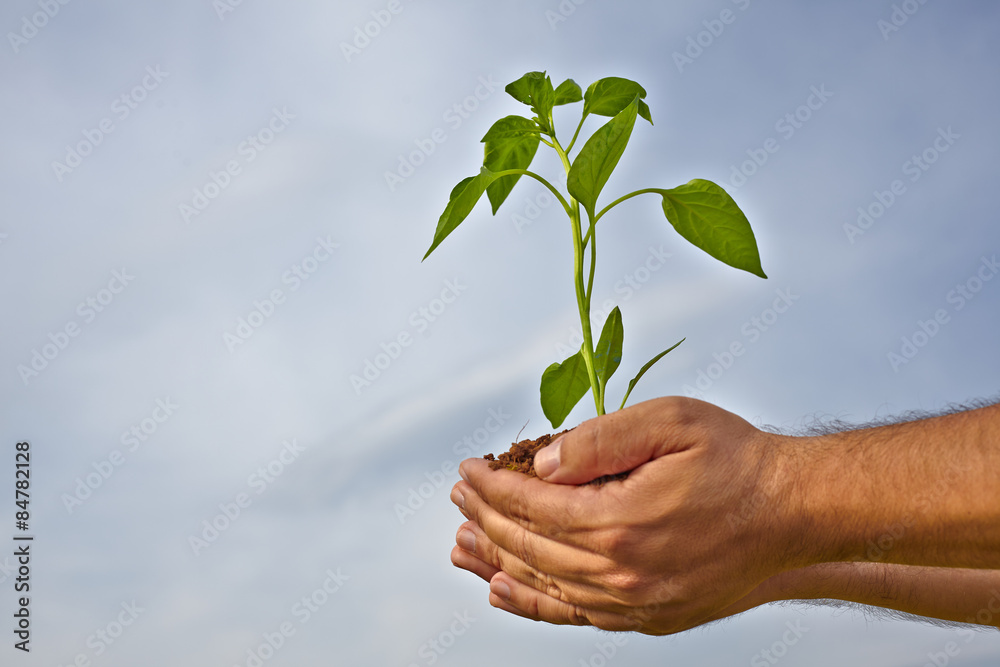 Man hands holding a plant. ecology concept Man hands holding a plant. ecology concept