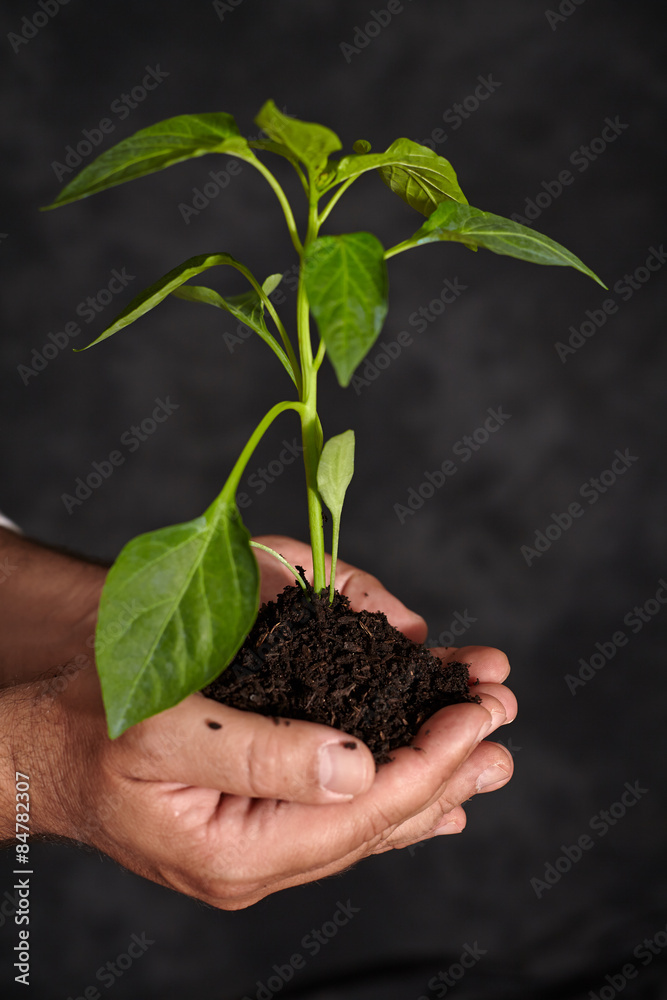 Man hands holding a plant. ecology concept Man hands holding a plant. ecology concept