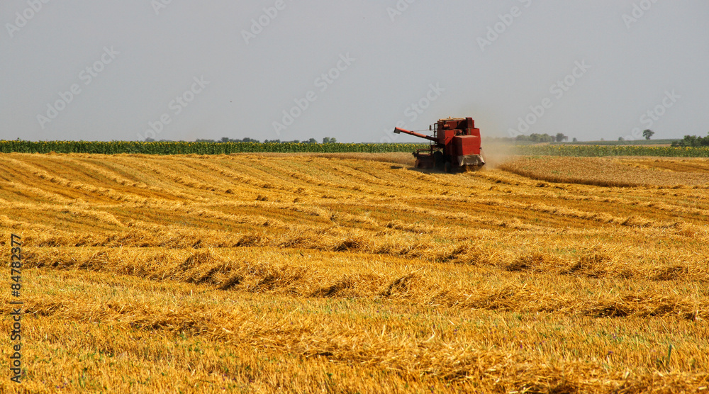 Wheat harvest Wheat harvest