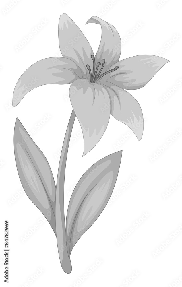 Lily flower Lily flower