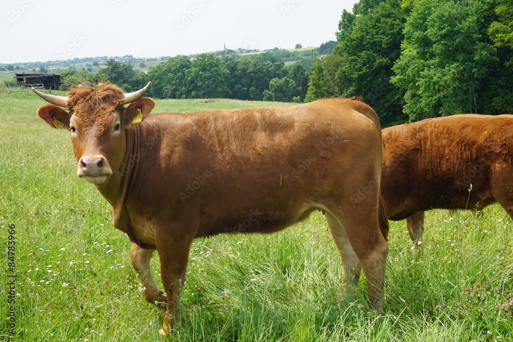 Rinder auf der Weide Rinder auf der Weide