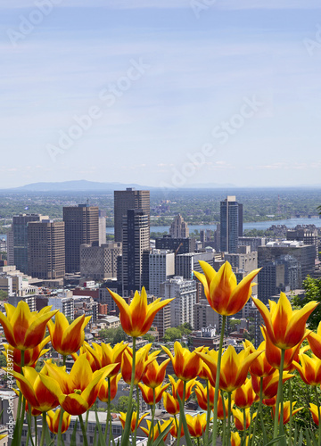 Montreal cityscape with yellow tulips in front