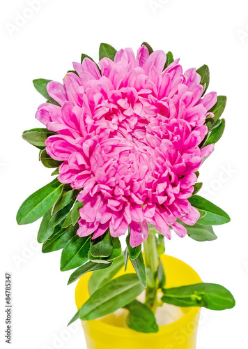 Purple chrysanthemum flower close up, isolated