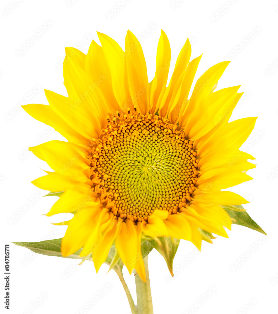 Fototapeta premium Yellow sunflowers, close up, isolated, bouquet, floral arrangement