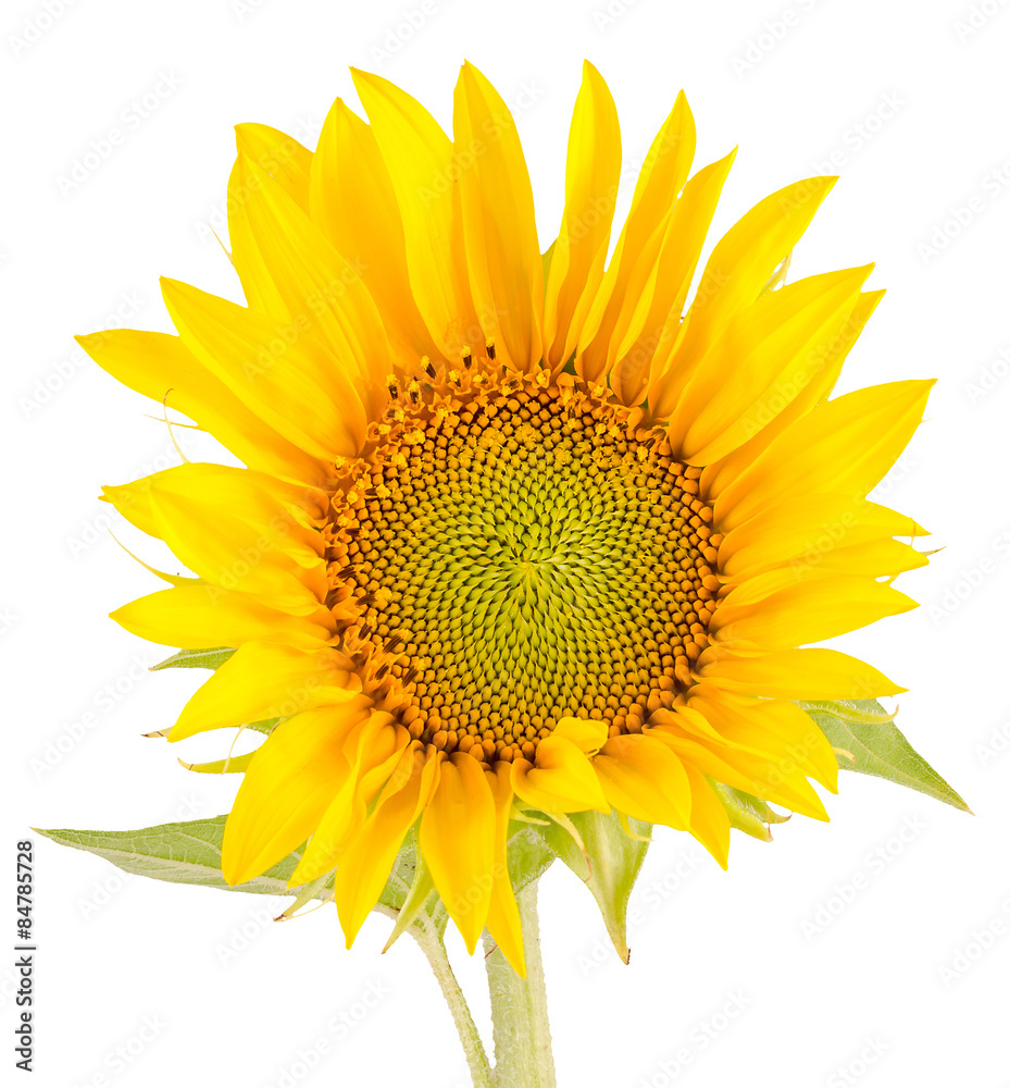 Fototapeta premium Yellow sunflowers, close up, isolated, bouquet, floral arrangement