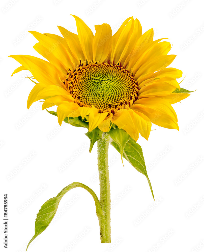 Fototapeta premium Yellow sunflowers, bouquet, isolated, floral arrangement
