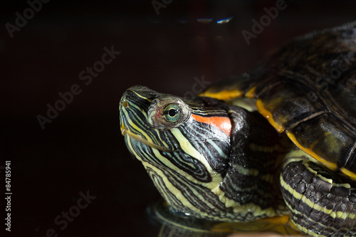 Young turtle sitting in aquarium