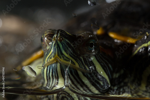 Young turtle sitting in aquarium