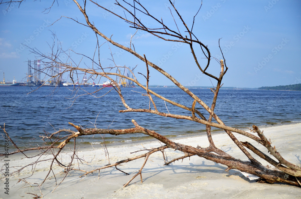 A fallen and decaying tree laying on the beach A fallen and decaying tree laying on the beach