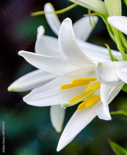 White Lilium flower (members of which are true lilies), close up