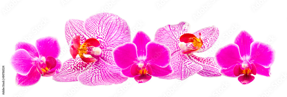 Purple orchid flowers, Orhideea Phalaenopsis, isolated.
