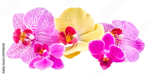 Colored orchid flowers, Orhideea Phalaenopsis, isolated.