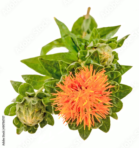 Valokuva Orange Safflower (Carthamus tinctorius L.), isolated