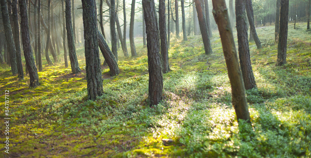 Obraz premium pina forest