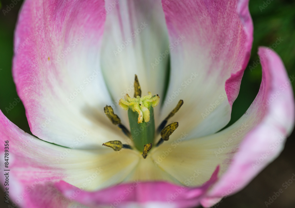 Opening Tulip