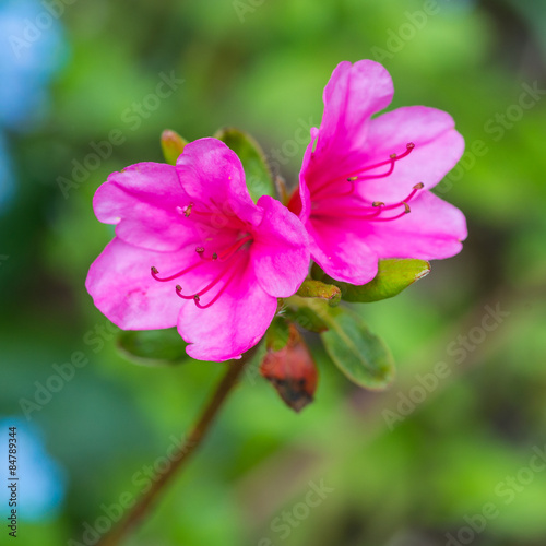 Pink Azalea