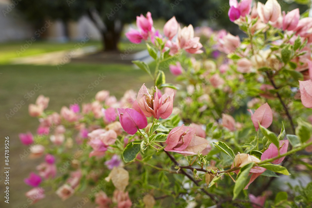 flower flower