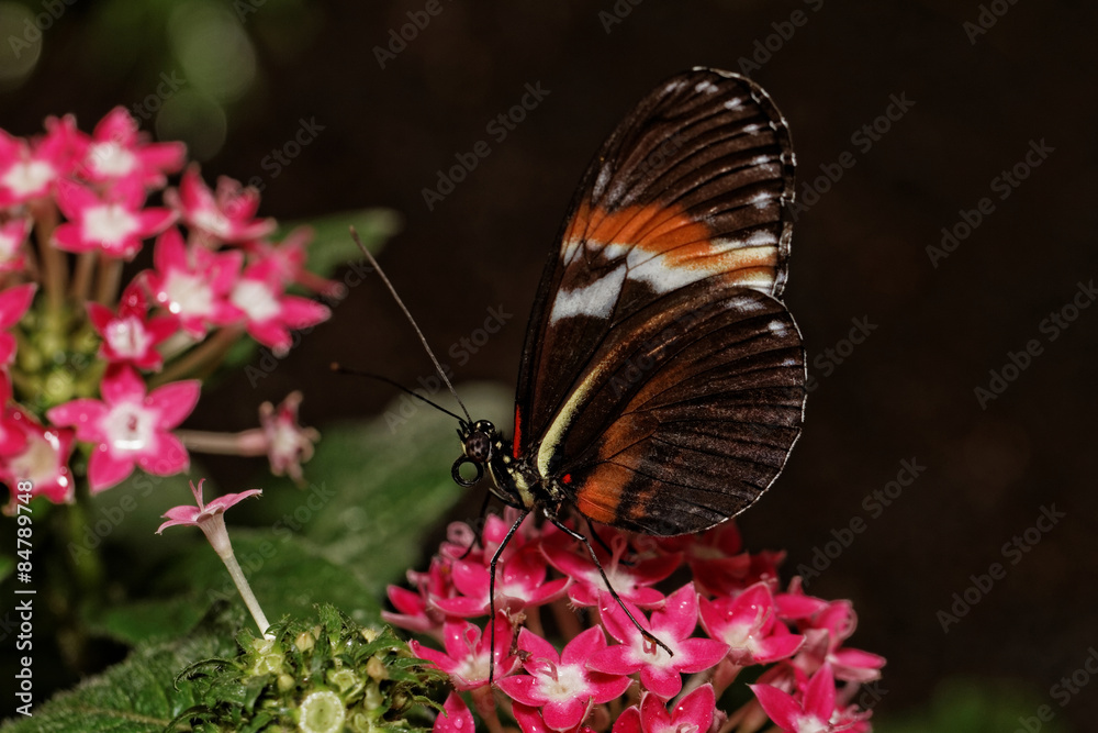 Obraz premium Butterfly